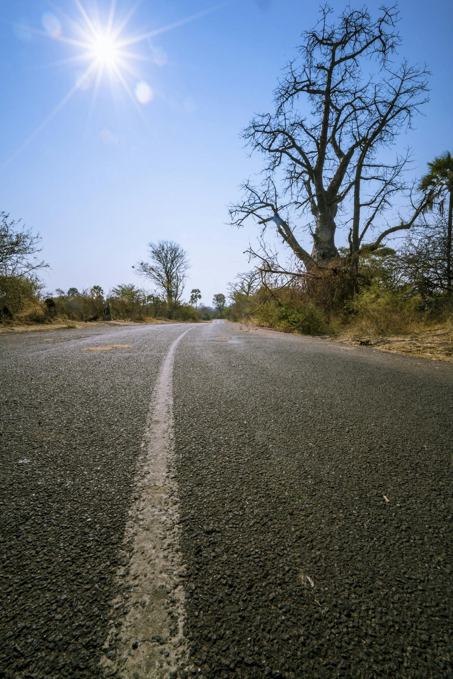 hsa botswana 537 of 1792 Vägen och vägmarkeringen leder blicken till träden i bakgrunden.